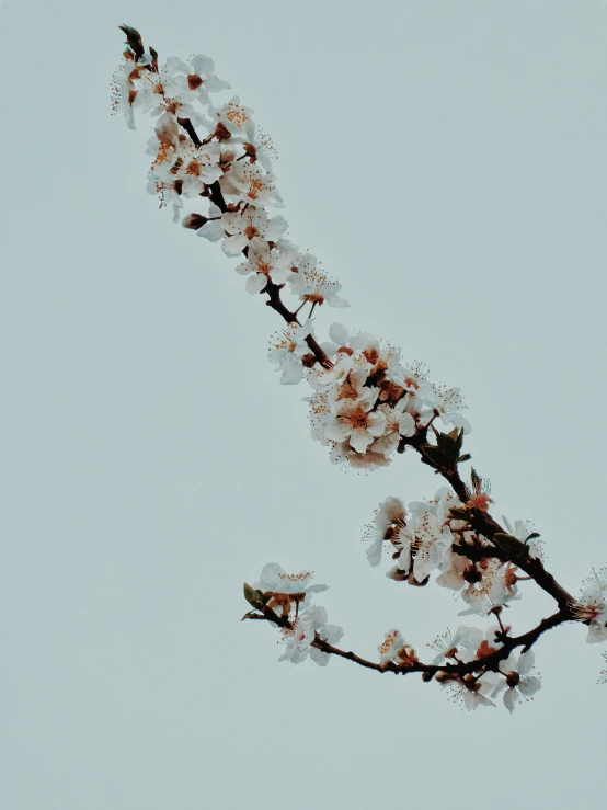 a tree nch covered in white flowers with pink flowers