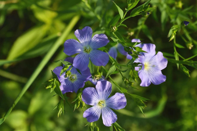 blue flowers with green stems on a bright sunny day