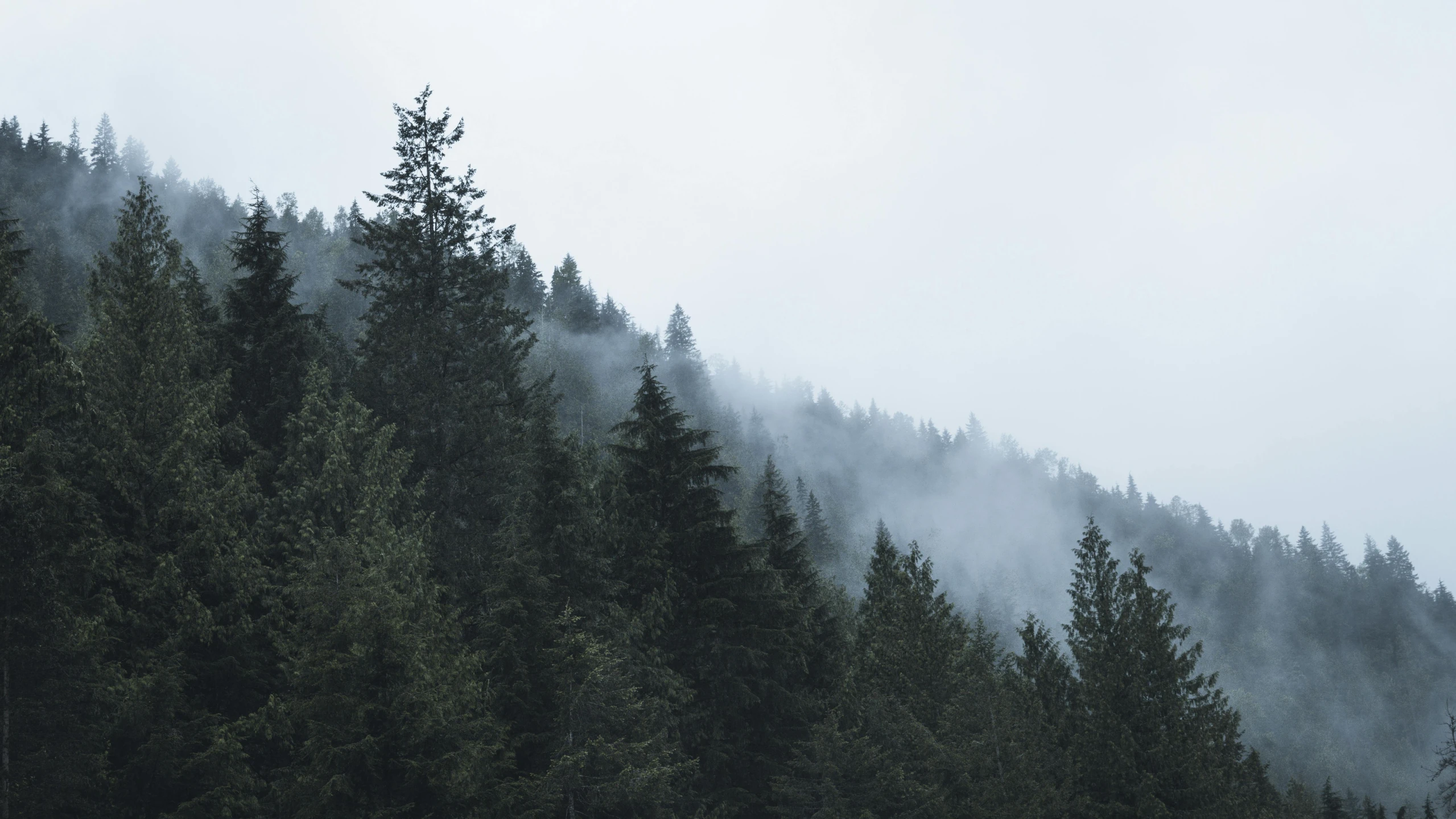 forest trees line the mountain with fog in the sky