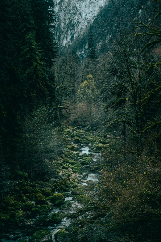 a river in the woods with a mountain in the background