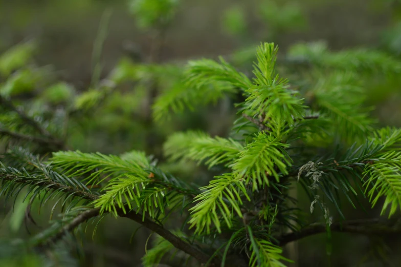 a green nch of a pine tree is visible