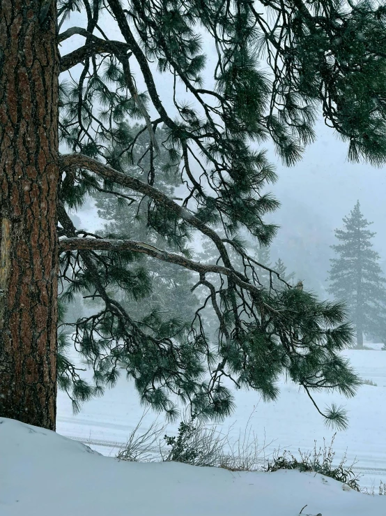 a tree with no leaves on a snowy field