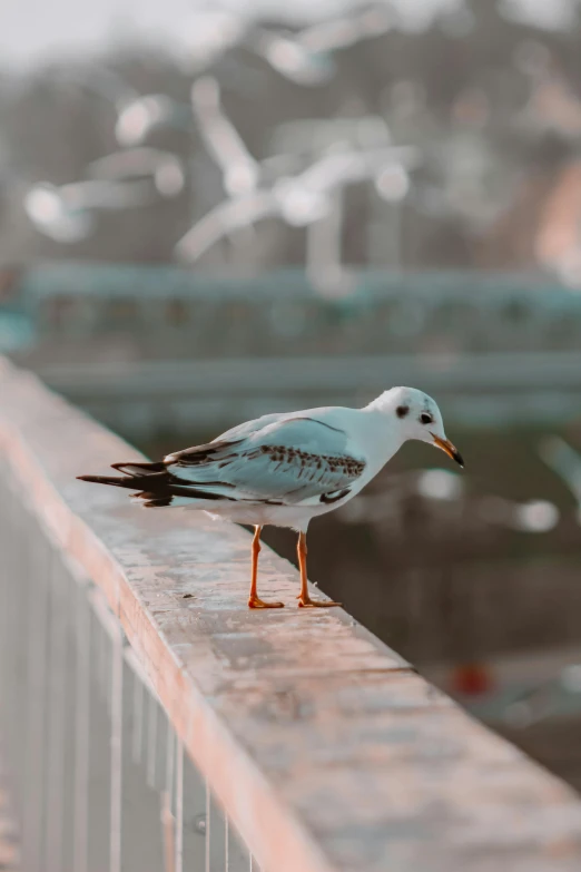 a seagull sits on top of a railing