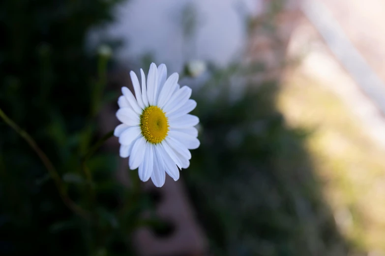 a white and yellow flower on top of green plants