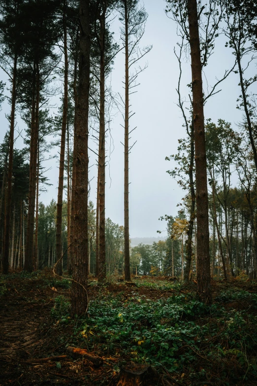 a bunch of trees stand in the middle of a forest