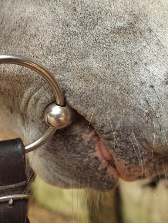 a close up of a cow's nose with metal tips