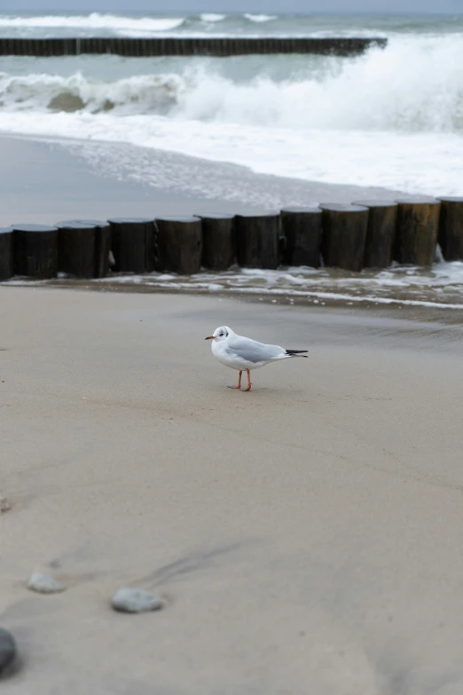 a white bird standing on top of a beach next to the ocean