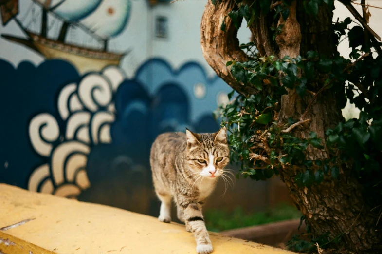 a cat is walking around near a tree