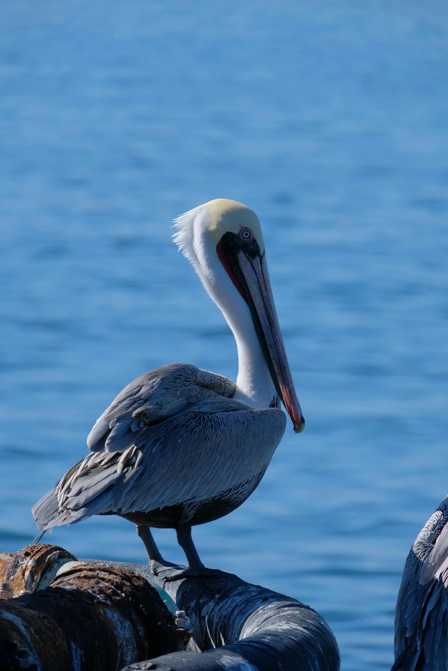 the bird stands on the dock by the water