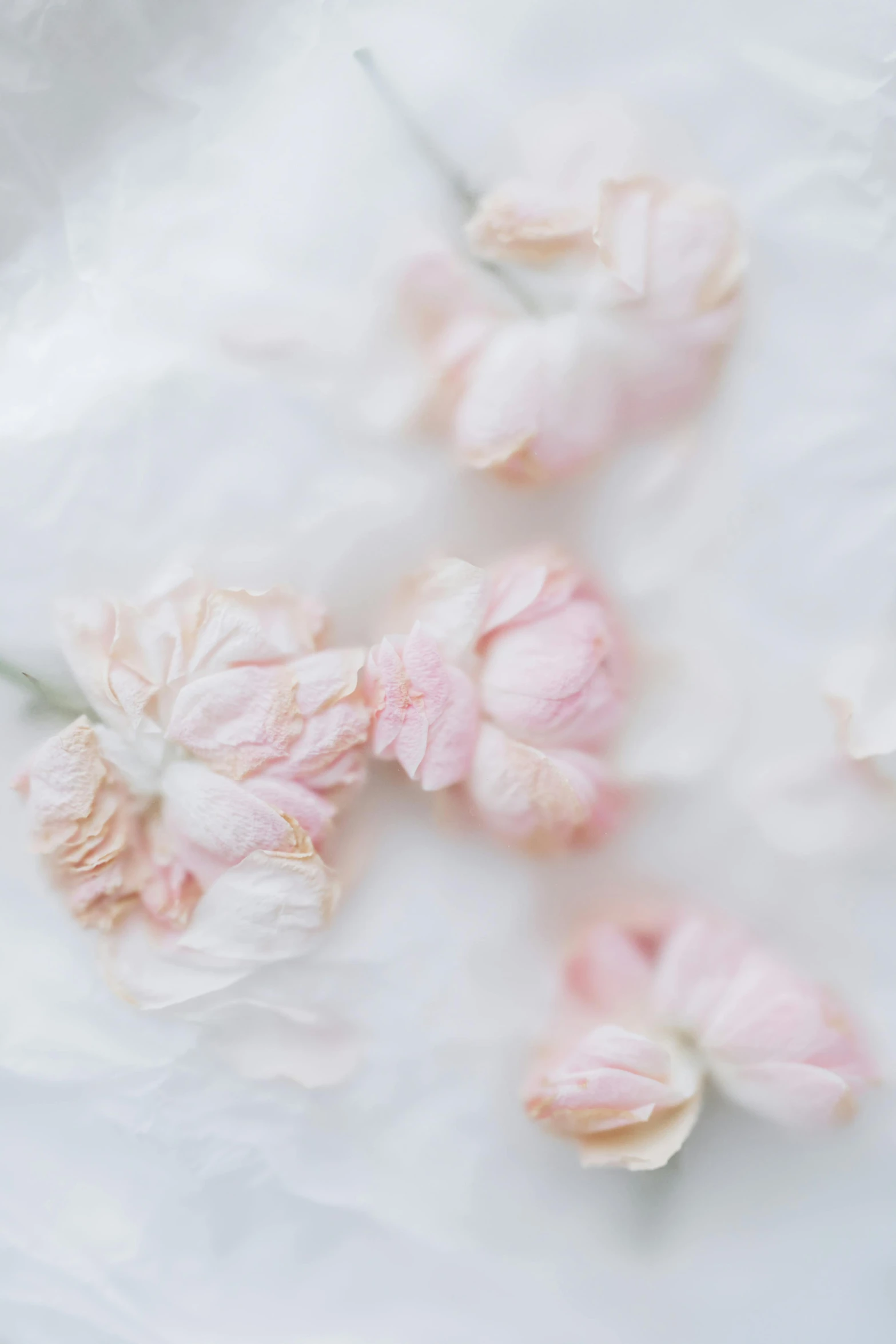 white flowers laying next to each other on paper