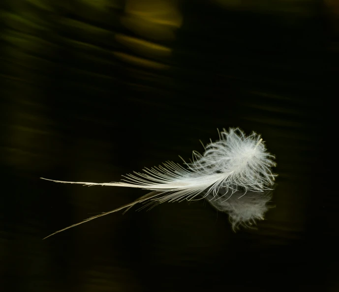 a feather is seen sitting on the edge of the water