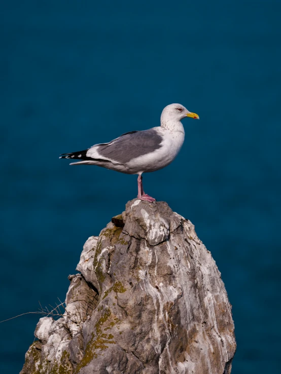 a seagull perched on top of a large rock by the ocean