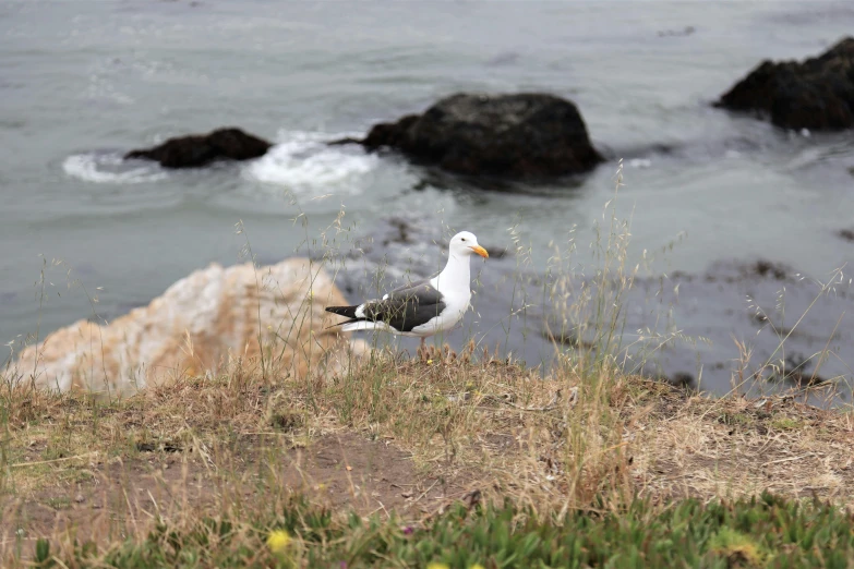 a seagull stands on the edge of a rock next to a body of water