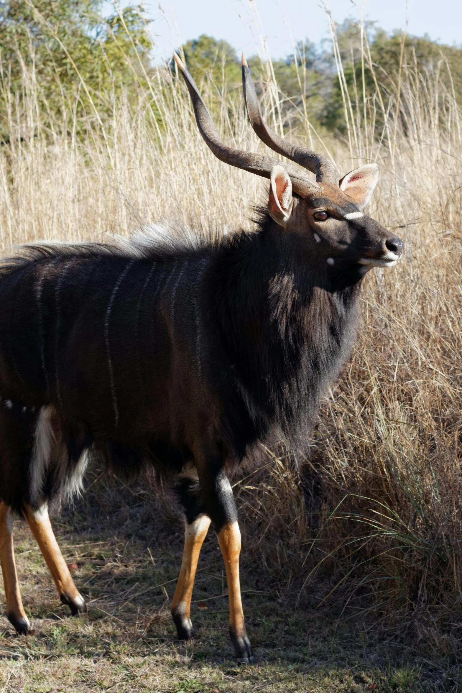 an animal with antelopes standing in a dry grass field