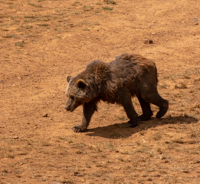 a very hairy bear in a field near bushes