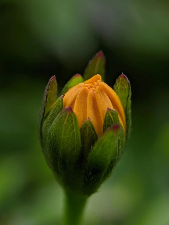 an orange flower is buding out in the middle