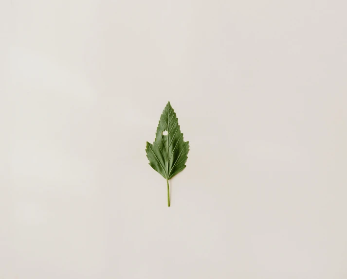 a single green leaf lies on the ground