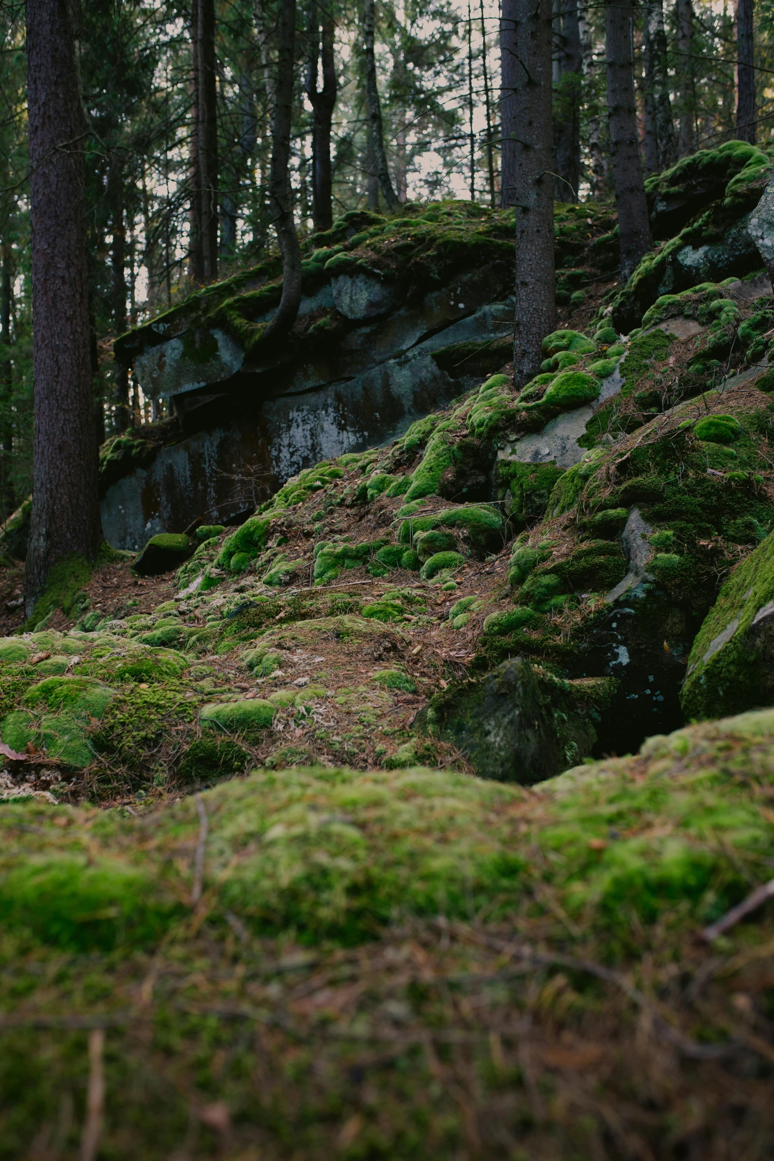 a mossy and rocks cliff on a forest trail