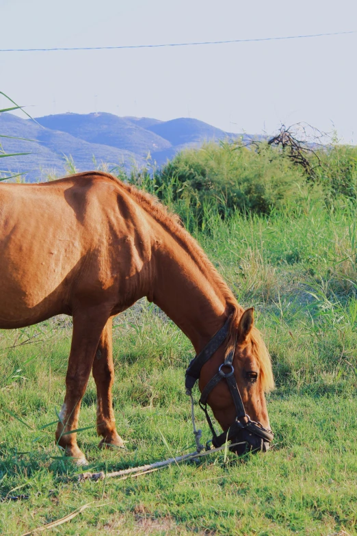 a brown horse standing in a lush green field