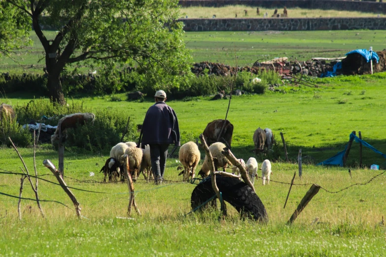 a man herds his sheep through the green fields