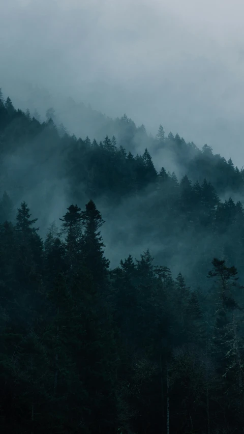 trees and clouds on a mountain side