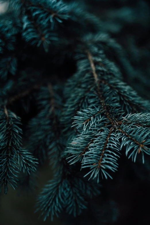 close up of a fir tree in a forest