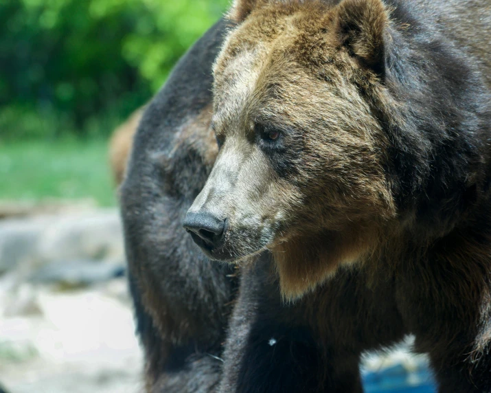 a large brown bear walking through a forest