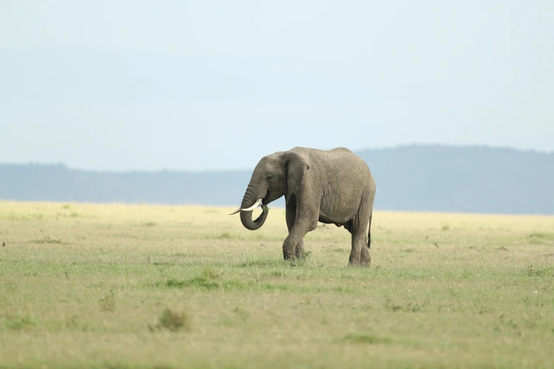 the elephant is alone on the big grassy field