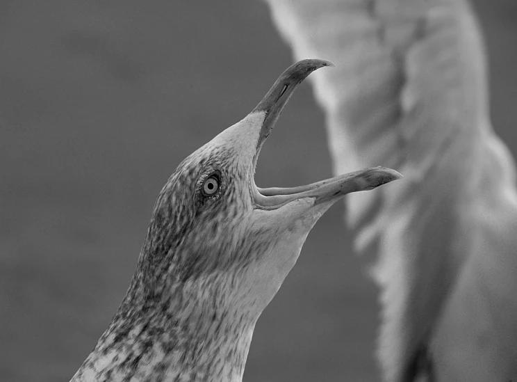 two birds with their necks outstretched in a close up view