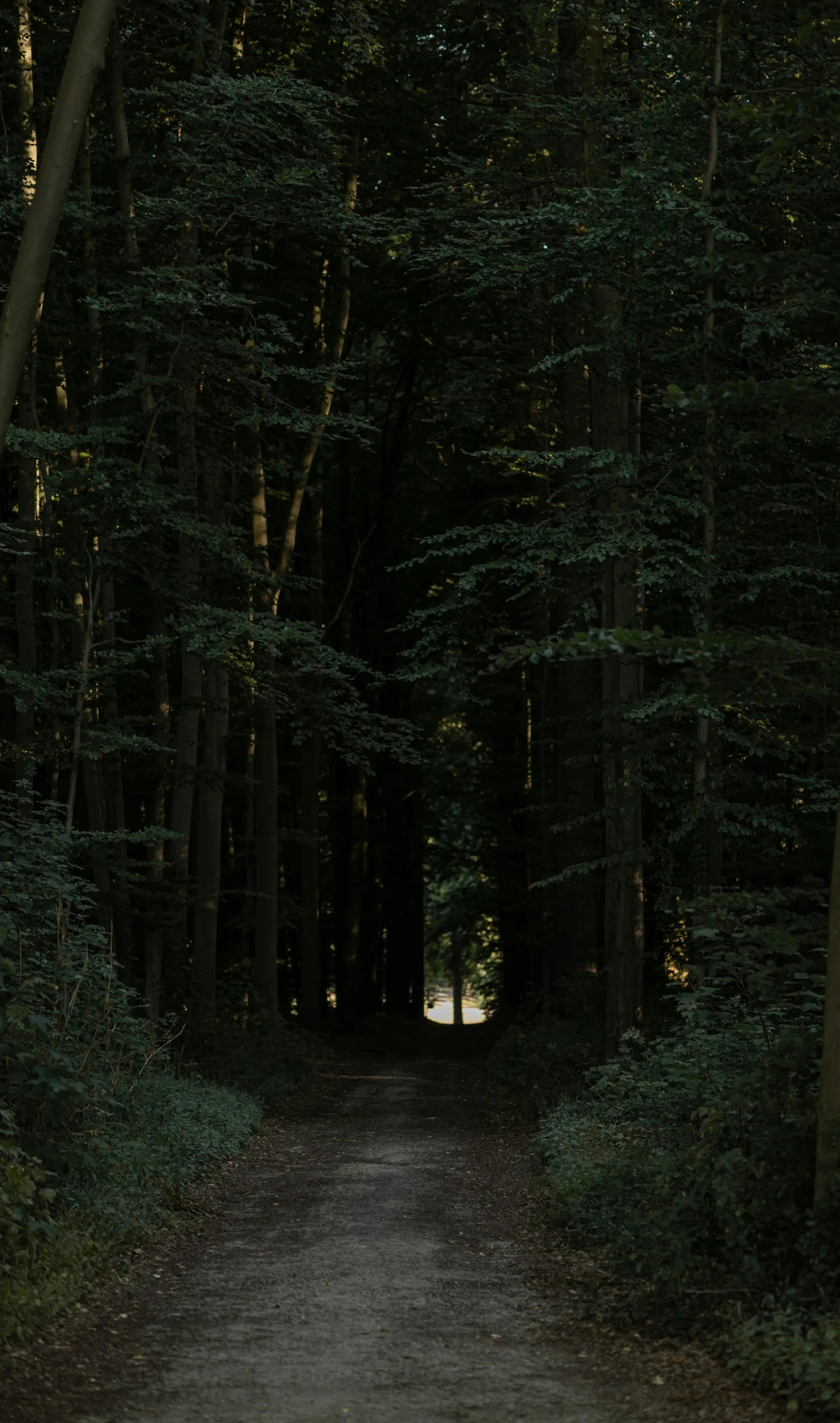 the light at the end of the road is shining through the trees