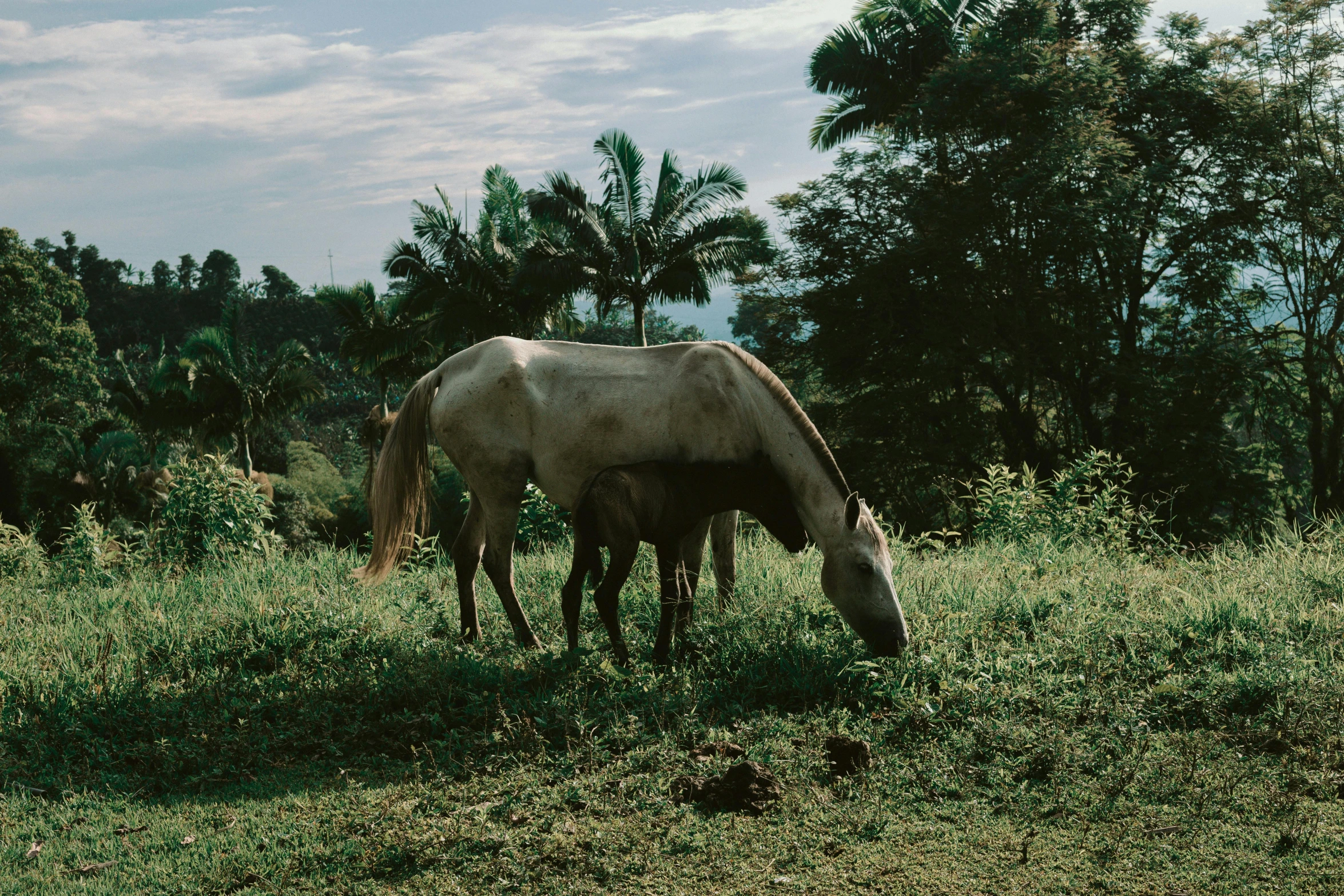 a white horse grazing on grass in the middle of a forest