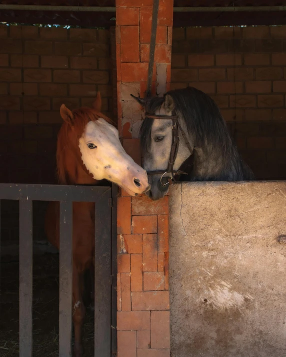 two horses are looking at each other from behind a barrier