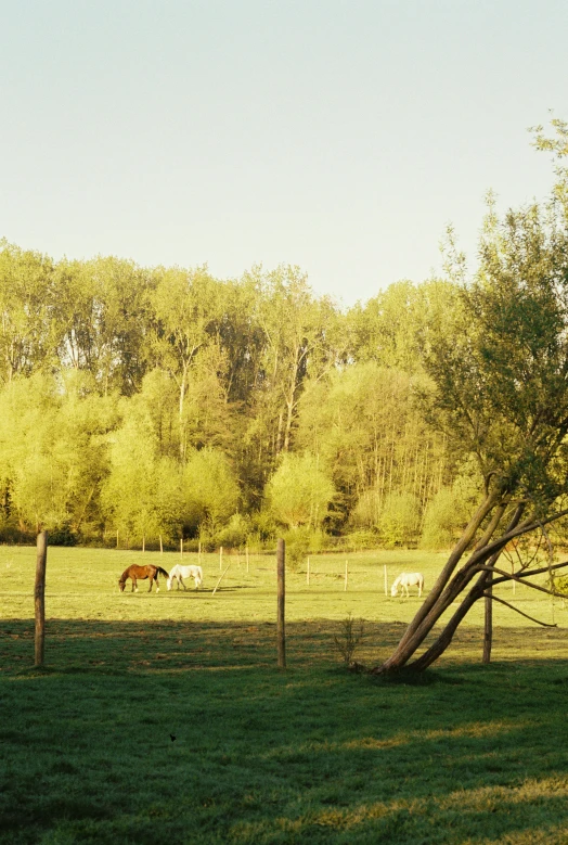 several horses in a pasture behind a fence and a tree