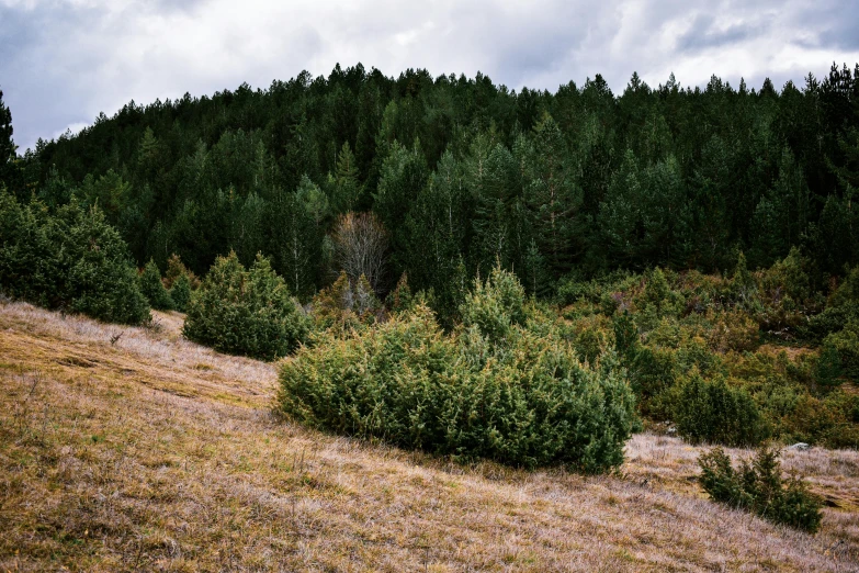 the view from the ground looking at an area where trees and shrubs are in