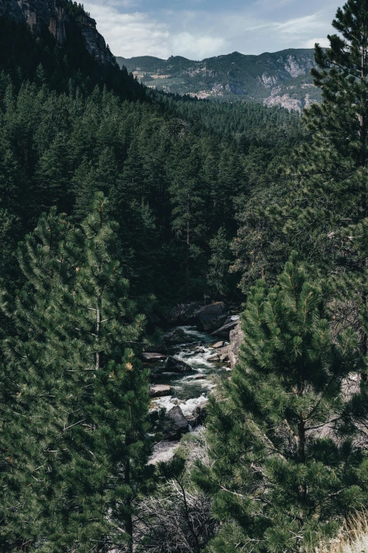 trees on the side of a mountain with a river flowing through them