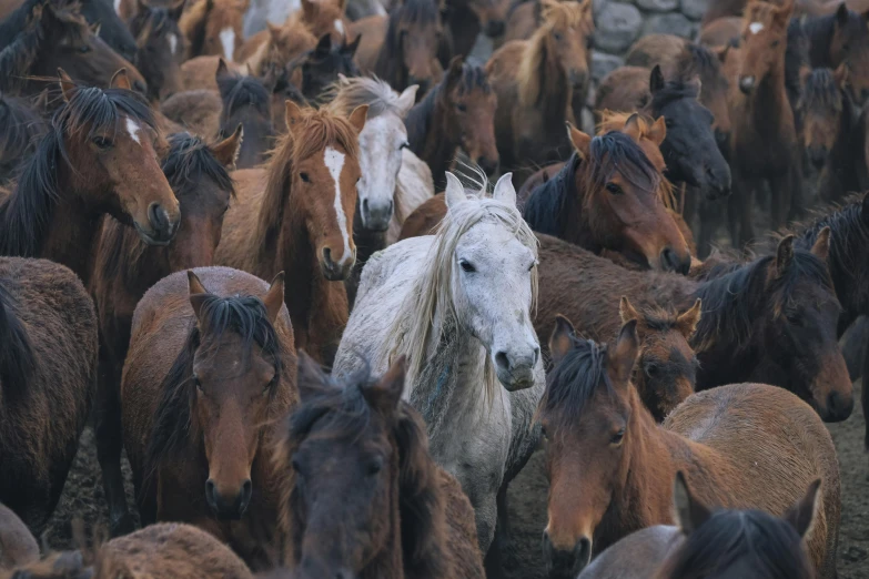 many horses are standing together in the mud