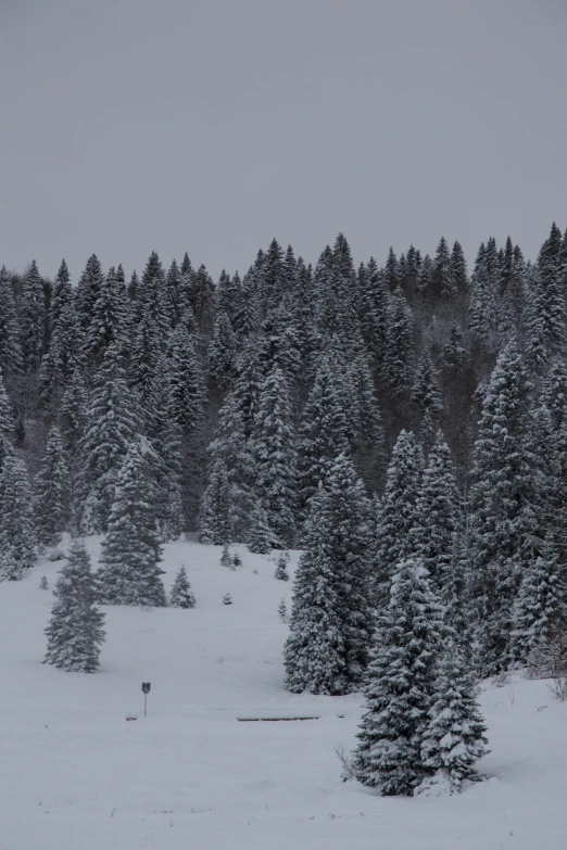 a person walking in a snowy forest holding a white snowboard