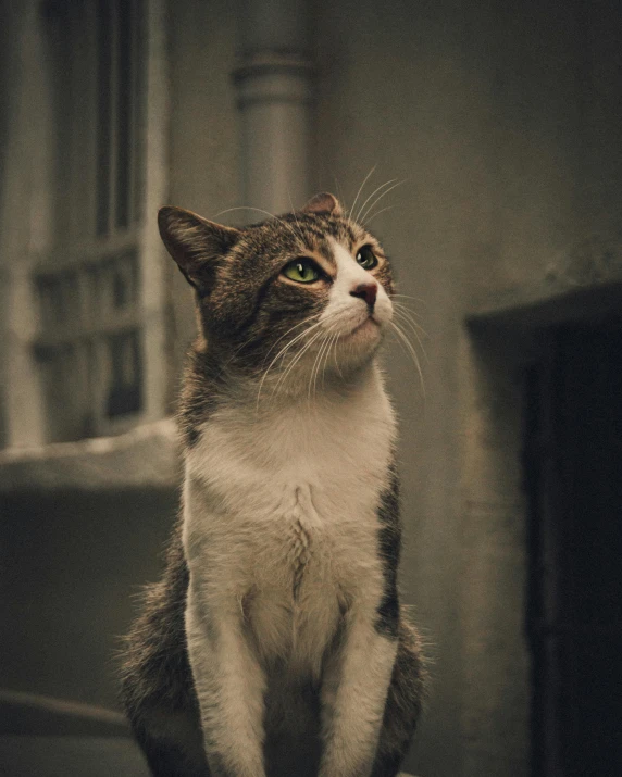 a small, curious cat stares into the distance while sitting on steps