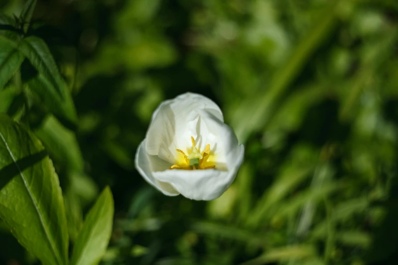 a white flower sits between some green plants