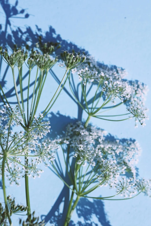 a plant with white flowers on it