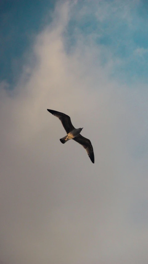 a large bird soaring in the sky over a cloud filled field