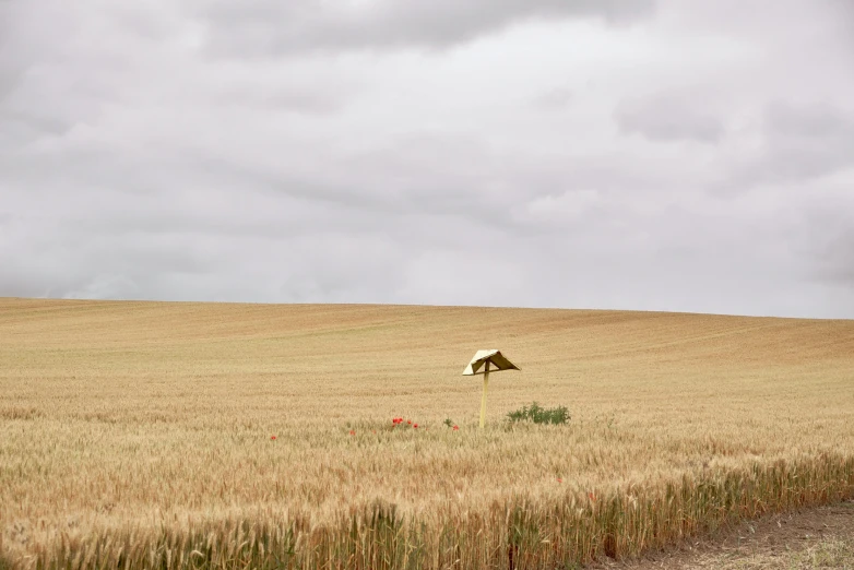 an open field of wheat with a bird statue