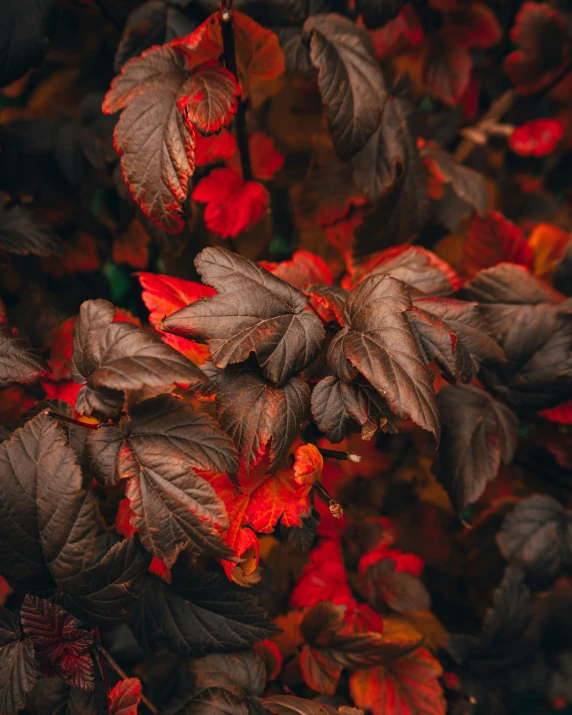 closeup s of red and green leaves