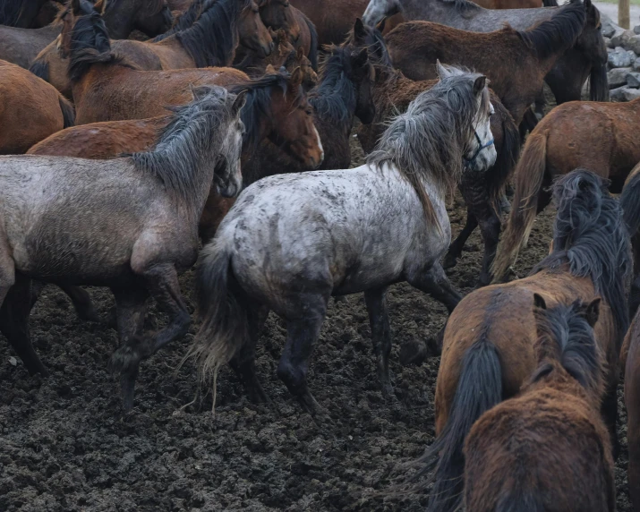 a group of horses are running across the ground