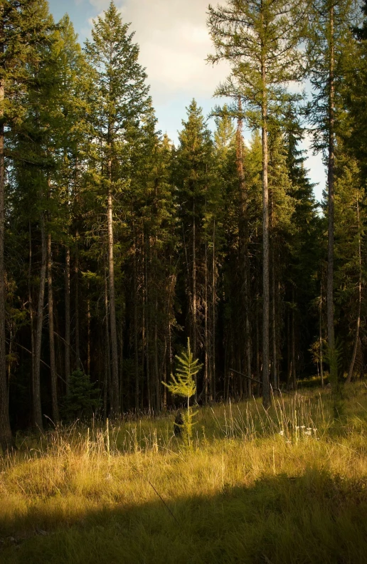 the back side of a grassy area with trees in the background