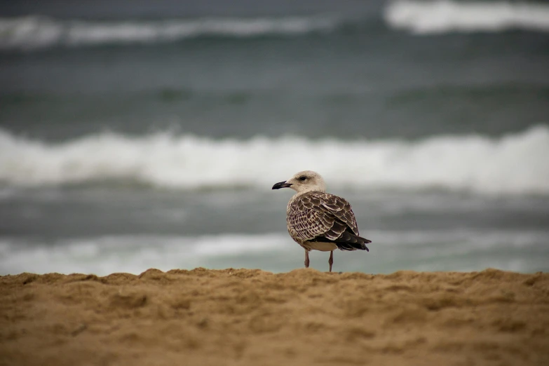 a bird standing on top of a sandy beach