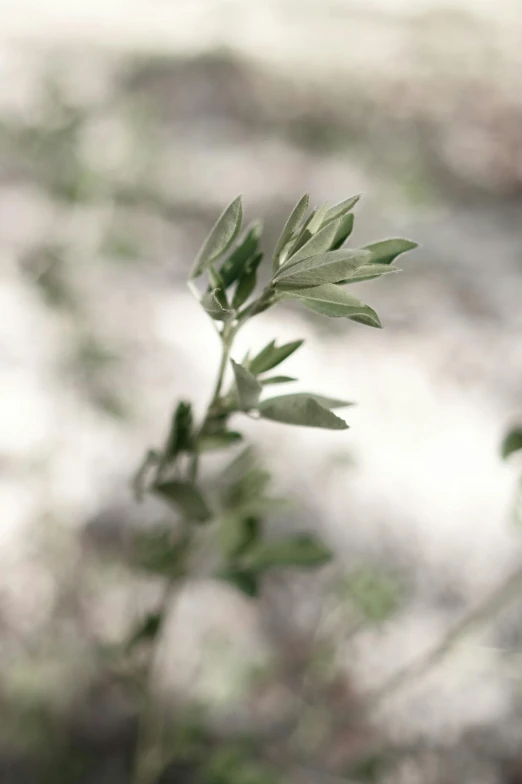 small green plants grow in a bush outside