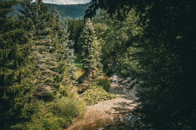 a forest with water running in it