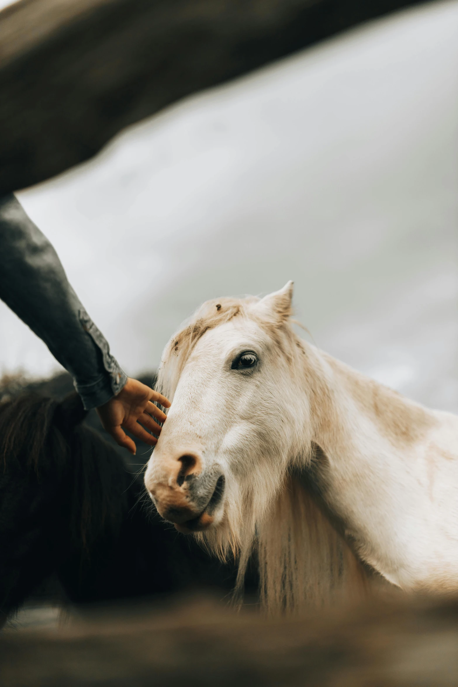 someone has petting the head of a white horse