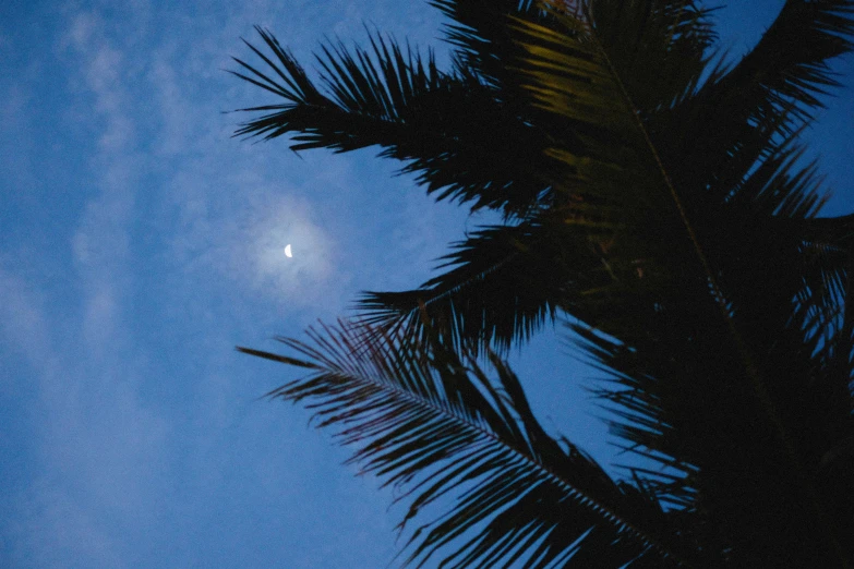 a palm tree with a bright moon in the sky